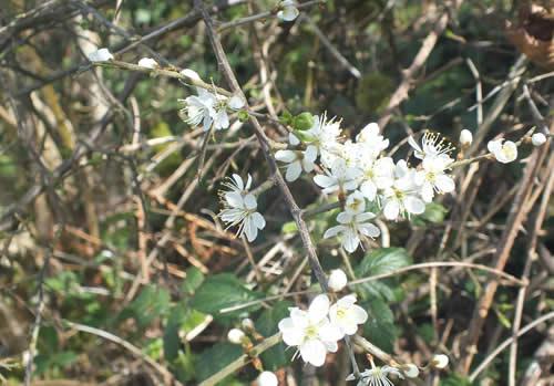 Photo Gallery Image - Hawthorn in the hedgerows round Boyton village