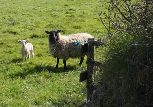 Photo Gallery Image - Sheep and lamb grazing in a field in the Parish