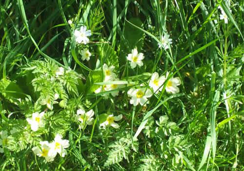 Photo Gallery Image - Primroses in the hedgerow near Boyton village